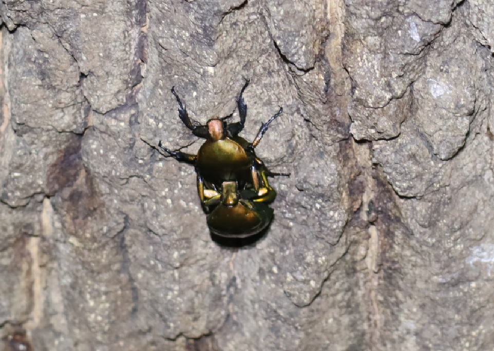 カナブンｰﾍﾟｱ_No10のクヌギ_クワガタ達のオアシス_2023年7月31日19時35分 気温29.2度